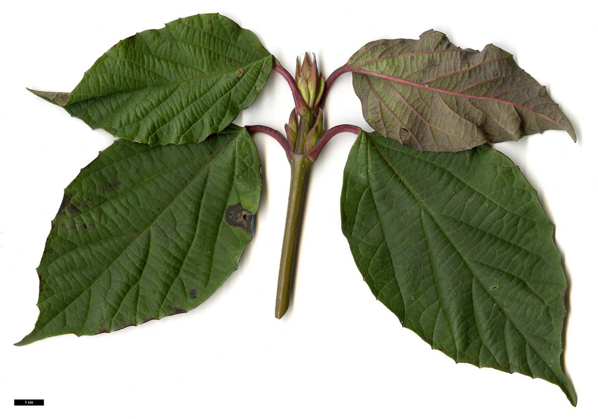 High resolution image: Family: Adoxaceae - Genus: Viburnum - Taxon: 'Huron' (V.japonicum × V.lobophyllum)